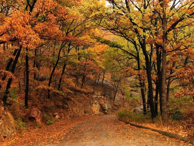 来淄博“捡秋”！海岱楼、周村大街…全被捡出来了→