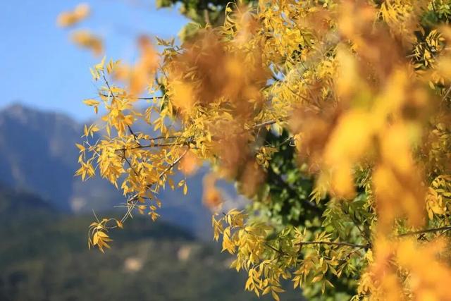 千万别在秋天来泰安，不然真的很难戒断