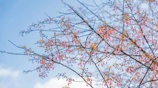 开了！重庆第一波樱花就在南岸区南山植物园！