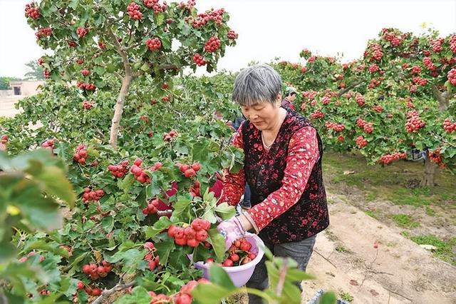 运城周末遛娃天花板！亲子采摘甜翻时光～