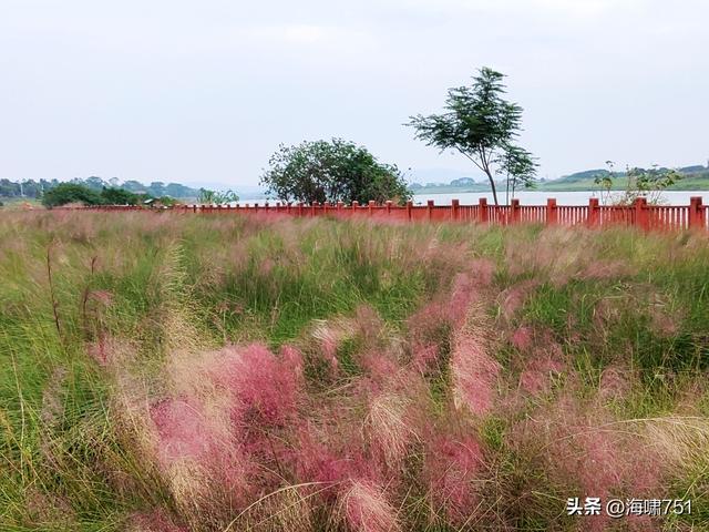 佛山三水芦苞花海生态公园