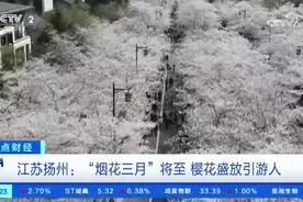央视聚焦：“烟花三月”将至 扬州樱花盛放引游人图片