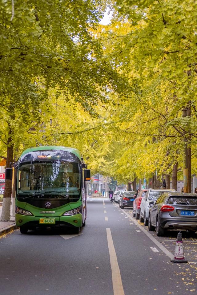 地铁直达！免费！成都20个绝美赏秋地，银杏水杉梧桐红枫限时上演！就在家门口！