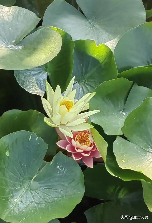 秋天来大兴！这波彩色 “多巴胺” 直接美到“心巴”上——