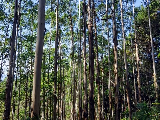 日本和美国早已禁种，那中国为何依然大力种植？背后的原因不简单