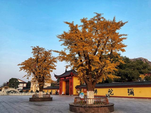 东林寺的秋色，渲染了古寺鎏金，照见一叶一红一禅心