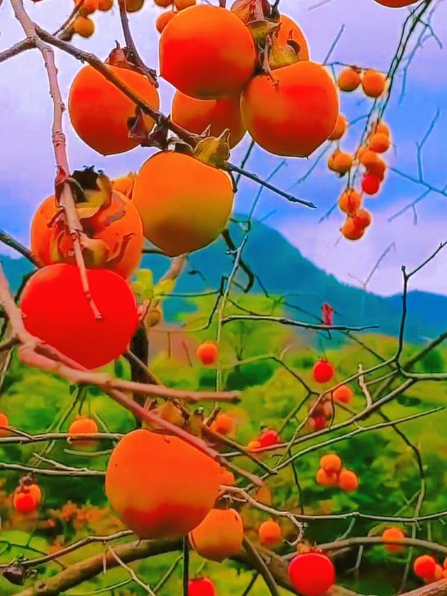 从化桂峰村赏秋，