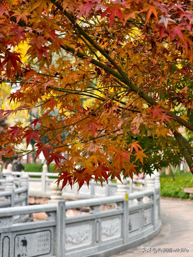 成都徒步（71）·昭觉寺银杏&升仙湖水杉
