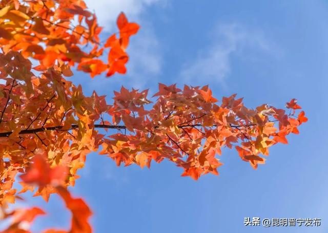 秋染宜居城——深秋的昆阳藏着最惬意的生活模样