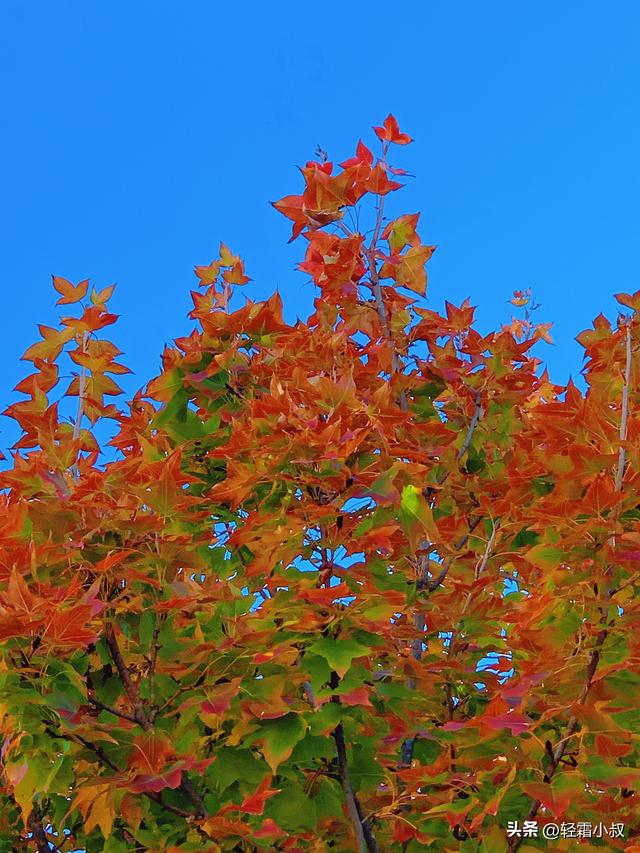秋霜寒，秋叶艳，秋林醉，在家乡小城，邂逅一场姗姗来迟的秋景