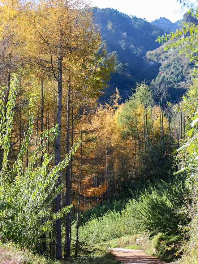 成都周边一日往返，6个小众不废腿的彩林秘境，0门票！