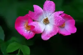 忙忙碌碌是人生，平平淡淡是生活！11句简单生活，感受岁月静好！图片