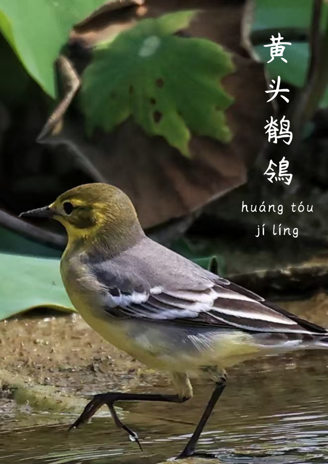 成都市中心竟藏着一个观鸟天堂？来这座公园偶遇20种留鸟！
