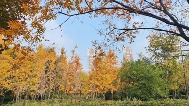 有“杏”遇见！薛城这些银杏林藏着最绚烂的秋天！