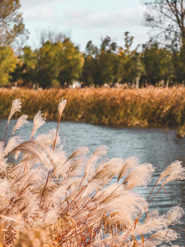 烟台秋日绝色盛宴筹备中，走！寻秋去！