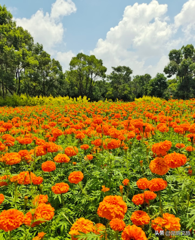 服了！油画感“橘子花海”美惨了！这处免费打卡宝地快冲