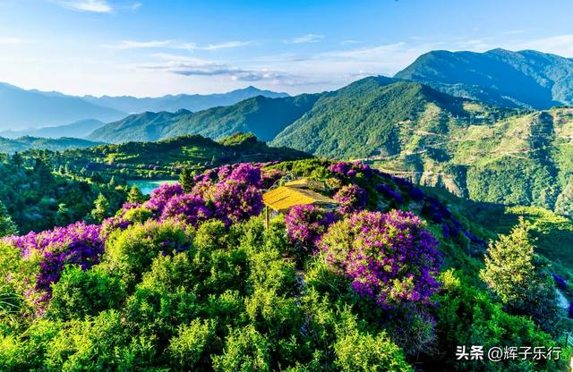 9月，广东潮州雾岽茶园“巴西牡丹”绽放，一场视觉嗅觉的盛宴