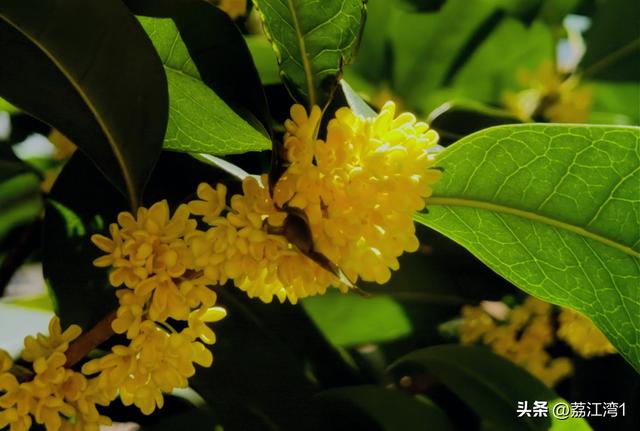 桂香漫城：桂林的秋日私语