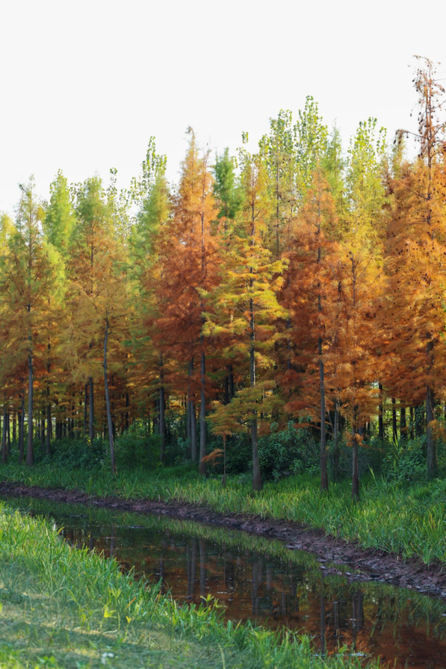 含“金”量还在上升！速冲→