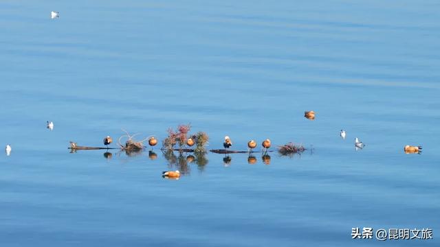 天晴就去！鸥鸟翩跹，这个免费国家级公园，藏着昆明最美的冬天