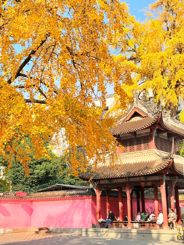 银杏浓度100%！成都人民拍照好去处，温江这3个地方千万别错过！