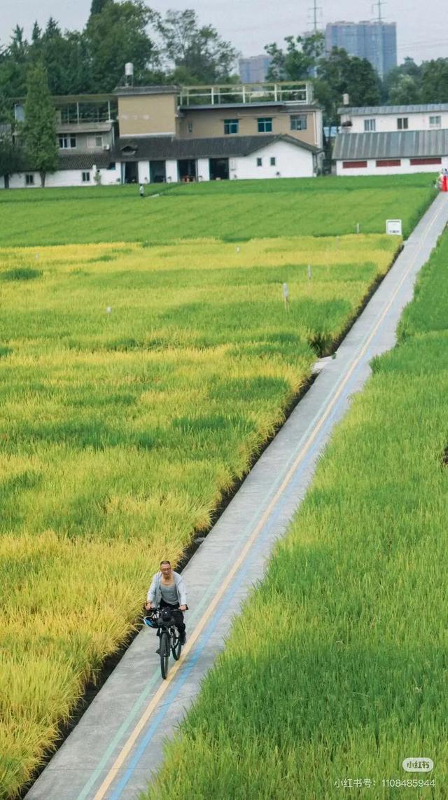 地铁直达！美爆！成都8个秋日限定美景上新！实拍免费，抓紧时间冲！