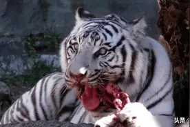 为何动物园不给老虎喂猪肉，吃猪肉有何危害？老虎尸体怎么处理？图片