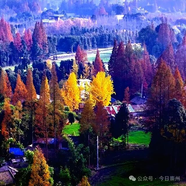 出片率100%！为崇州这些高颜值路连发三天朋友圈！