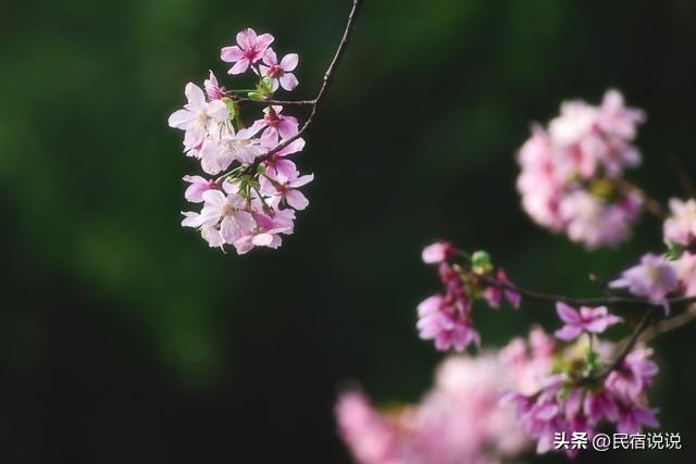武汉赏樱花秘境，一篇告诉大家