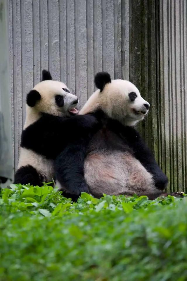 国庆自驾川西｜探秘卧龙熊猫“老家”，超全交通攻略请收好！