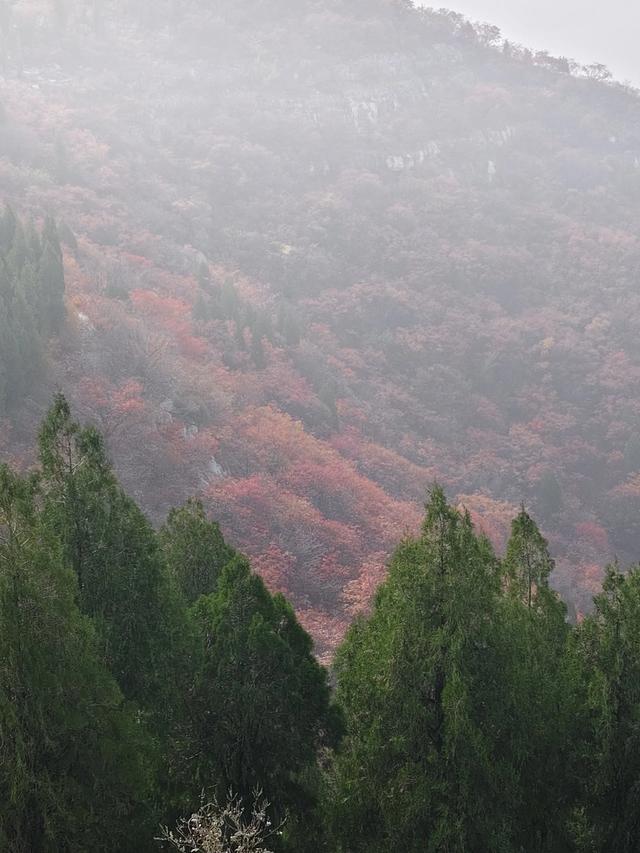 去博山盆泉张丹顶赏红叶