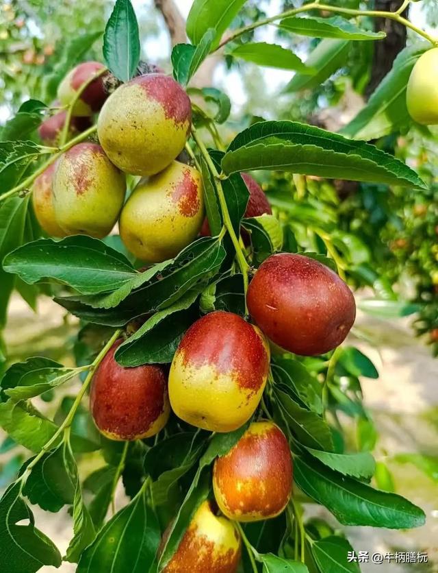 这么近，那么美，我想逛的河北十一个县