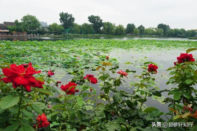 北京什刹海西海湿地公园：人少景美的赏荷胜地，还有一座美术馆