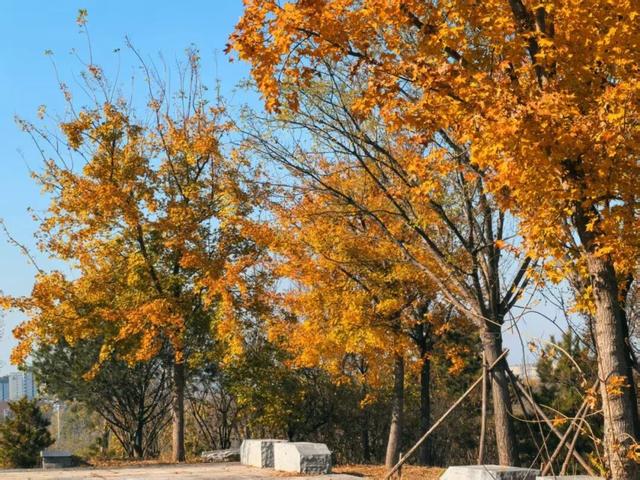 发现丰台之美 | 满目鎏金，层林尽染！南森美如画——