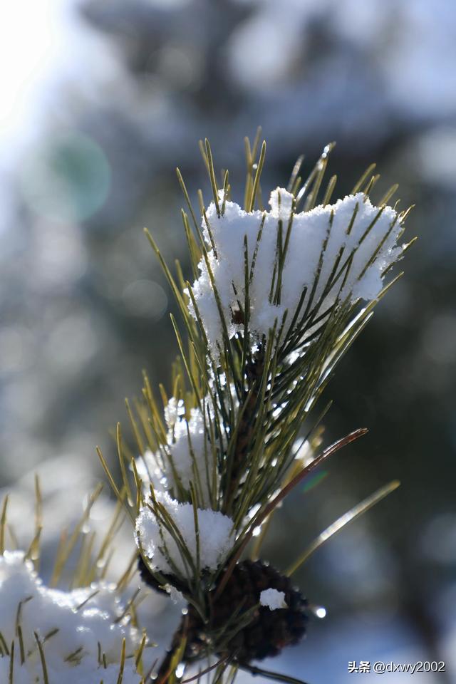 山西陵川雪后现雾凇美景