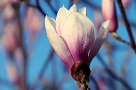 赵畅：一枝白玉兰图片