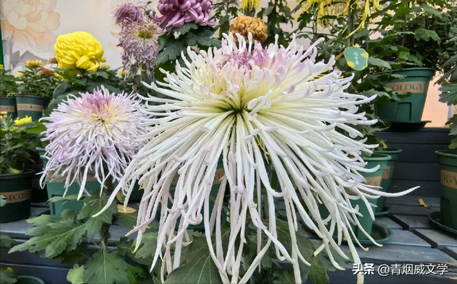 趵突菊韵 锦绣泉城