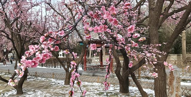 北京大观园“梅花”提早绽放 古风新春景致惊艳亮相