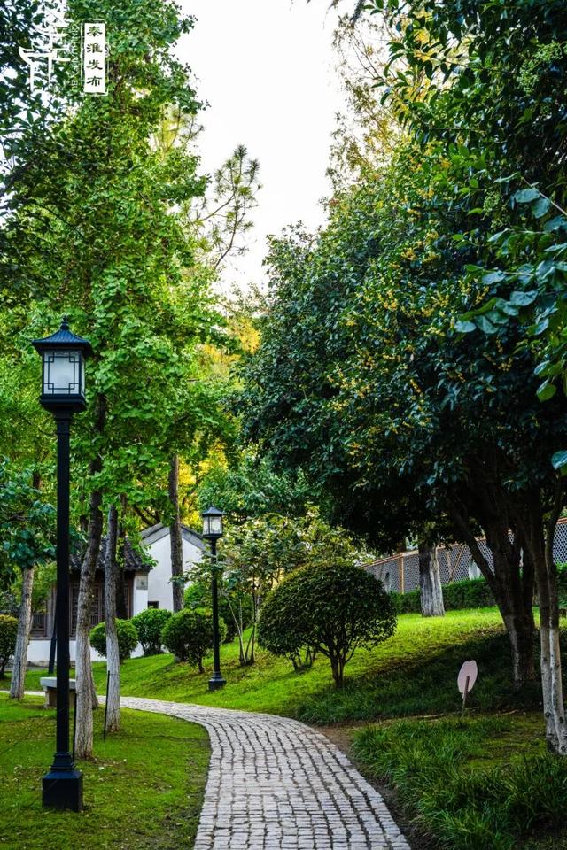 花样秦淮｜秋桂