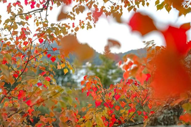 秋韵黟川·山水秘境颐养之旅 | 皖美秋日