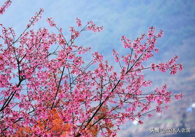 六盘水月照养生谷：冬樱花盛开引客赏花打卡