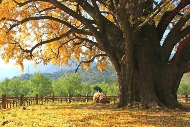 跟着赛事游随县丨大洪山顶级赏秋地更新！银杏最佳观赏期已到！