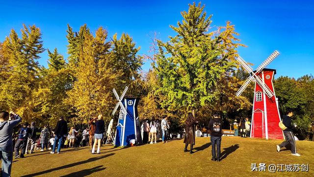 银杏黄时，解放公园把武汉秋天压成一枚金色书签