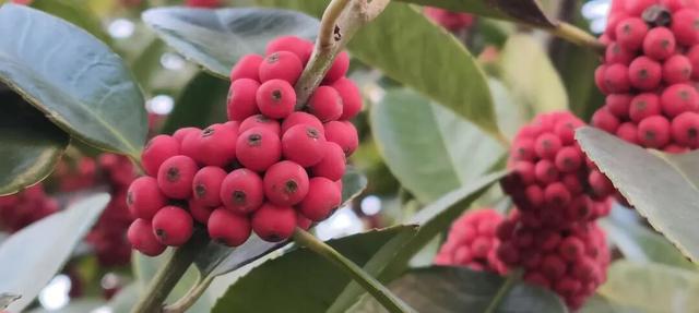 寻美薛城丨格外耀眼！大叶冬青红了，一起来龟山公园寻找冬日里的当“红”明星！