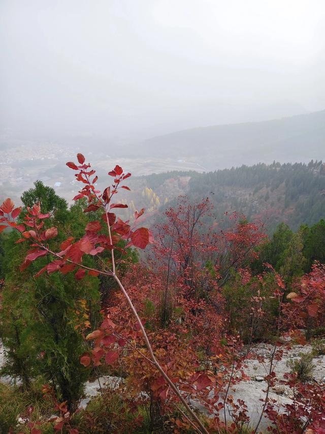 去博山盆泉张丹顶赏红叶