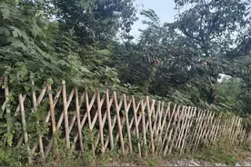 篱笆墙的影子图片