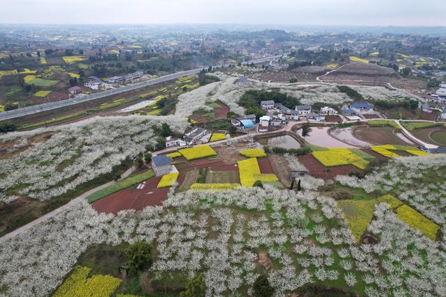四川内江：踏青赏花 乐享春光