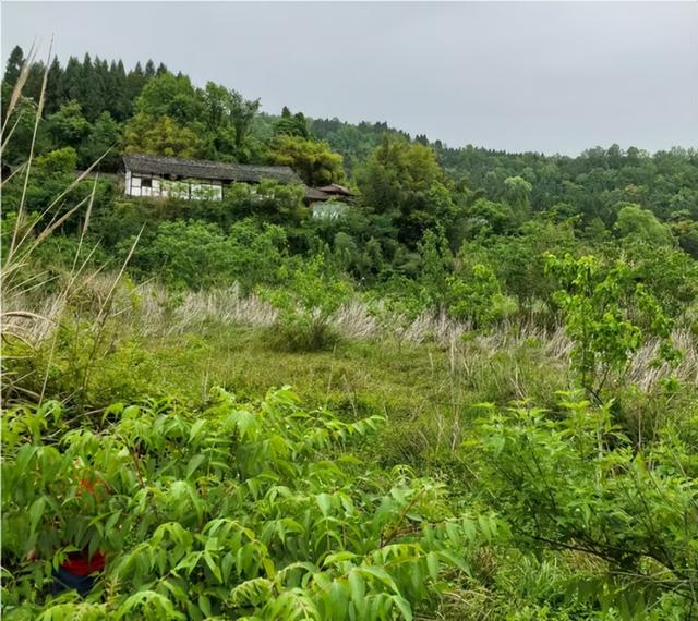 蓬溪地域文化刍议