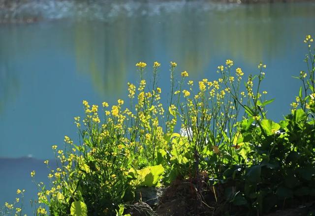 陇南油菜花提前开放，今天可以约起走！