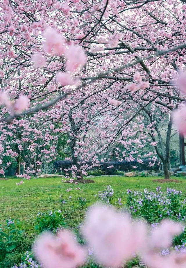 清晨7点的鼋头渚，美爆了
